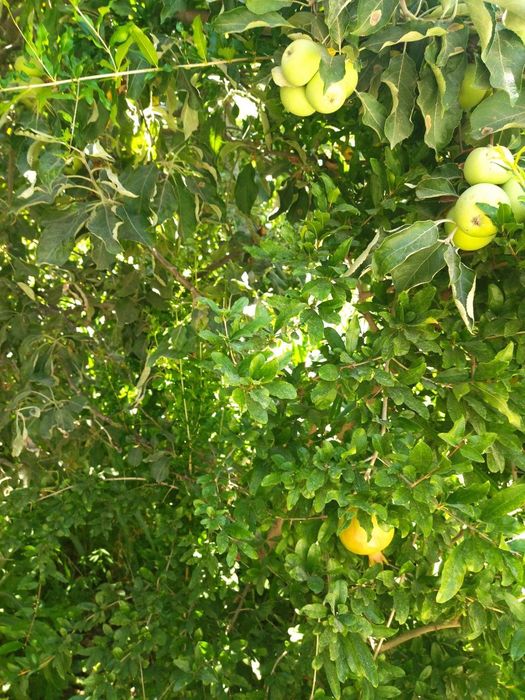 Продаю дом.в старом городе