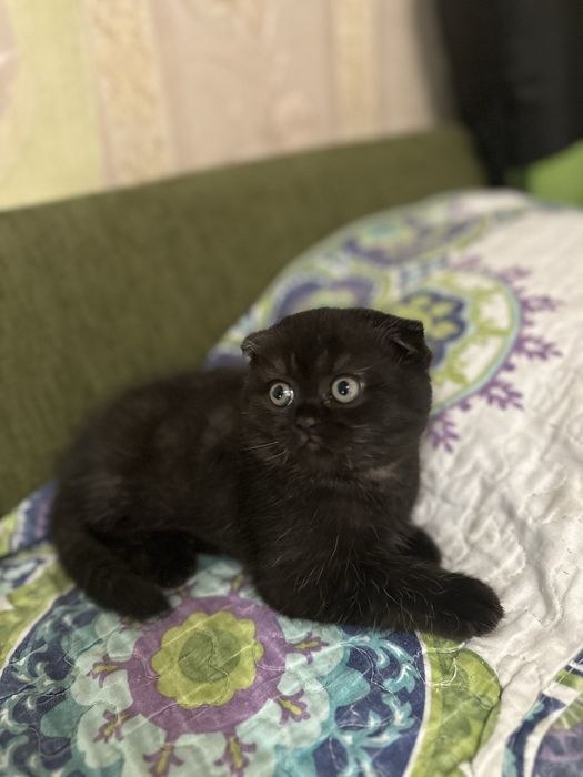 Продам элитного котенка