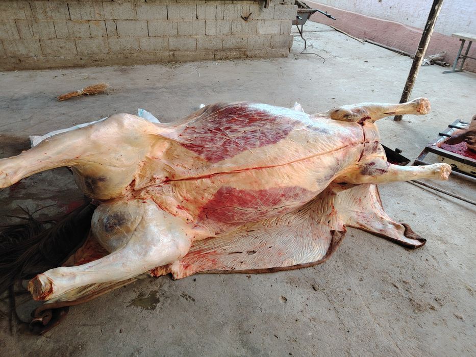 Байтал сатылады н/е сойылады