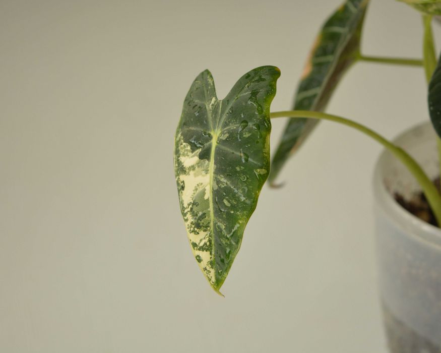 Алоказия Black Velvet и Frydek в одном горшке