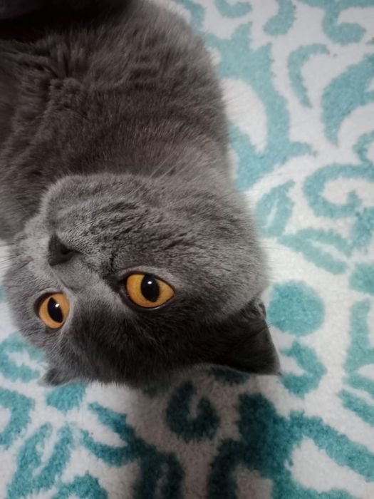 Продам кошку ...