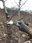 Tăierea si curatarea de primavara a pomilor fructiferi