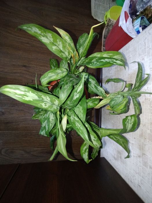 Цветы комнатные,домашние