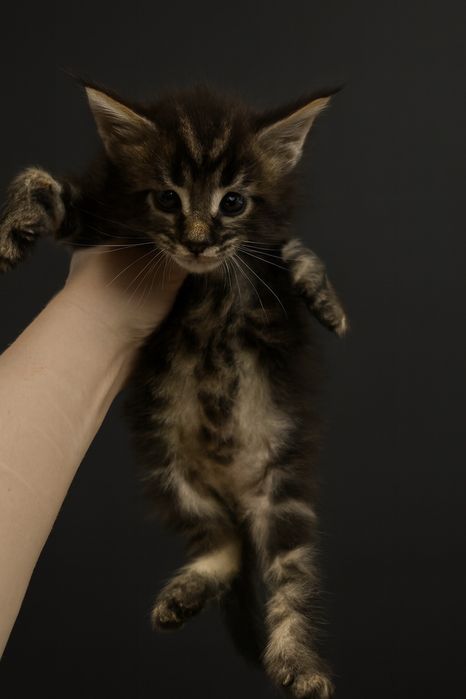 Продам котят Мейкун