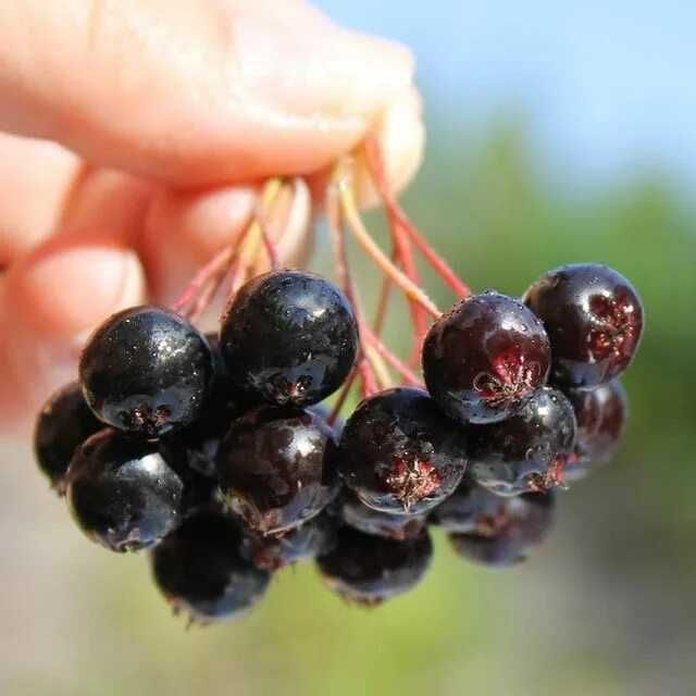 Рябина Черноплодная