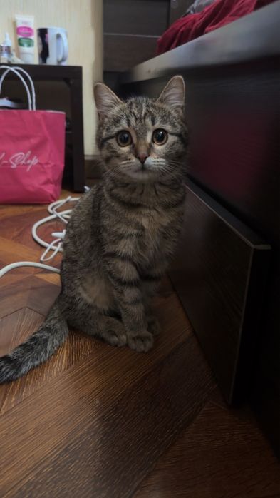 Котенок британец 500 тысяч