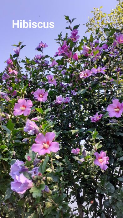 vand butasi ornamentali