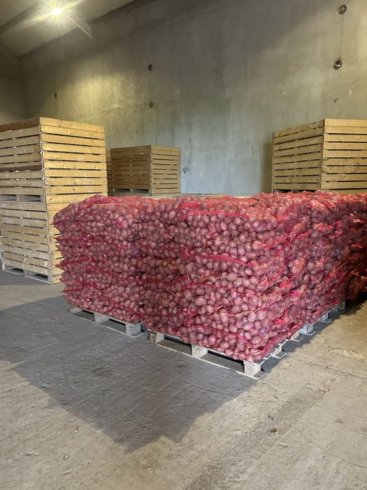 cartofi roșii și albi