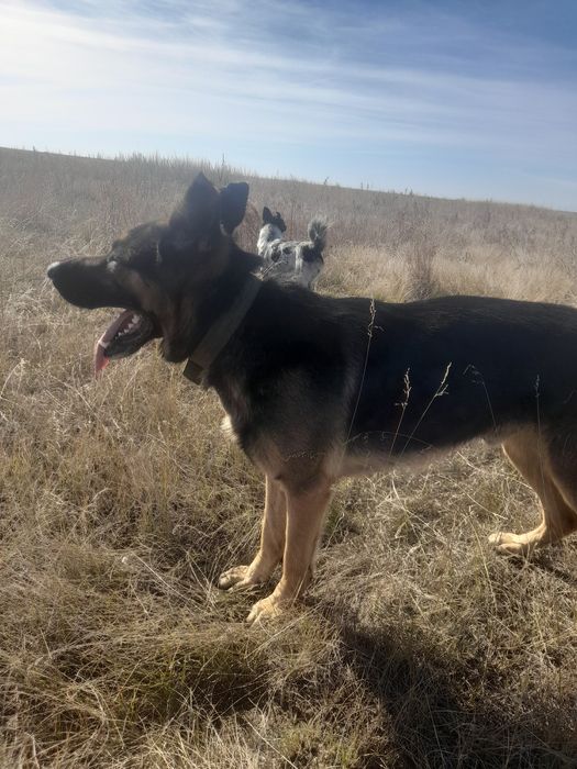 Продам немецкую овчарку