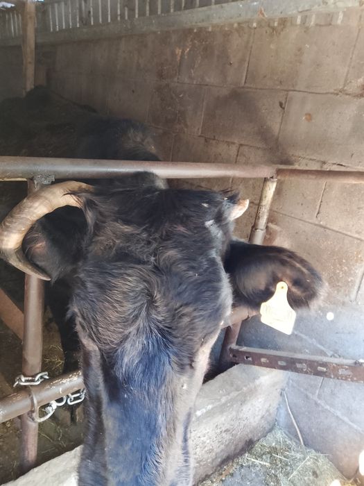 Продам корову срочно..