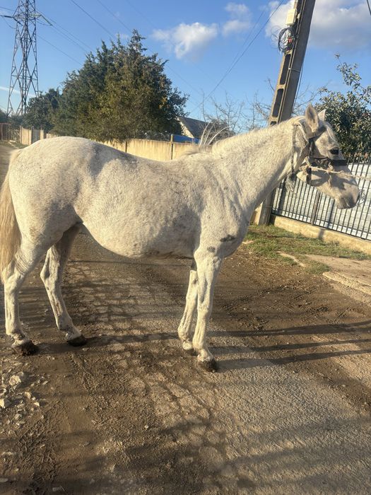 Vand cal mangalia sau schimb cu animale