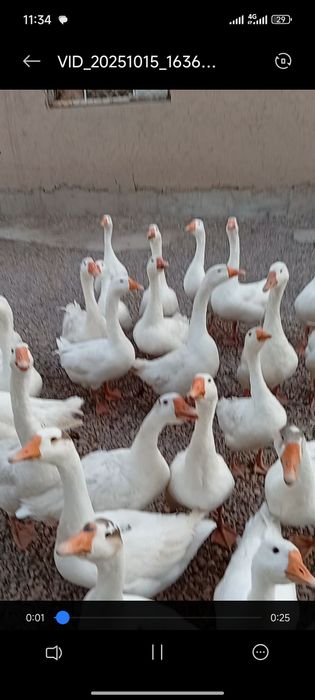 Парандалар сотилади г'озлар 1 йилик и 6 ойлик 35 дона