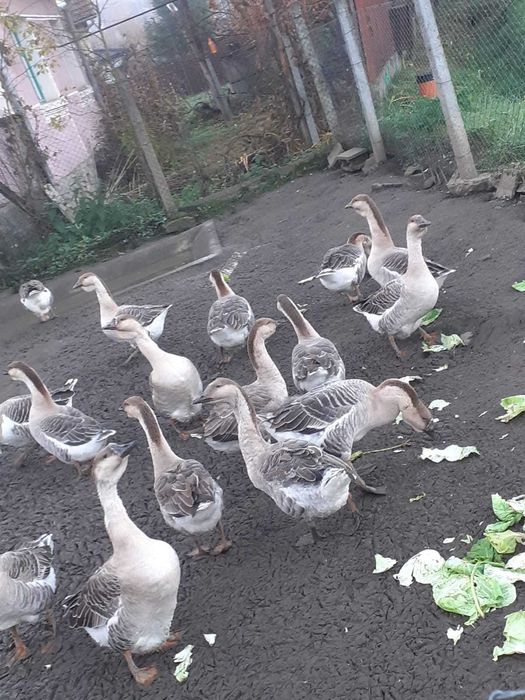 Vind gîste americane