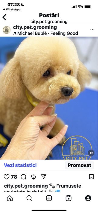 Tuns caini pisici Bucuresti -P Muncii   -sect 2 frizerie canina