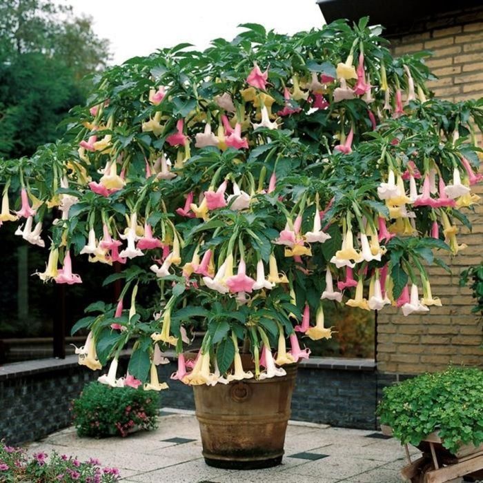 Trompeta Ingerilor