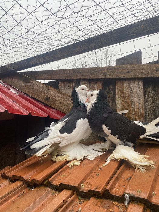 Porumbei Uriași maghiari