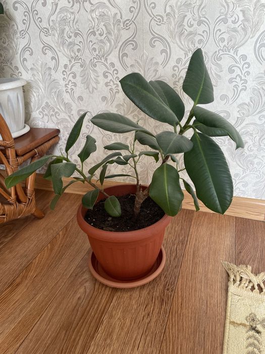Продам цветок фикус с горшком