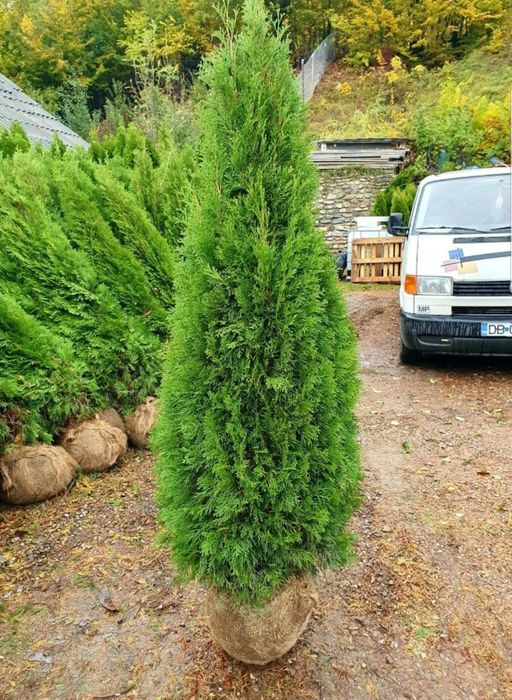 Vand tuia, brazi, plante ornamentale, tuia glob, ienupar tarator, Tei