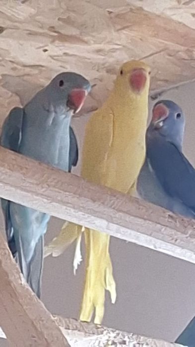 Vând papagalii Micul Alexander