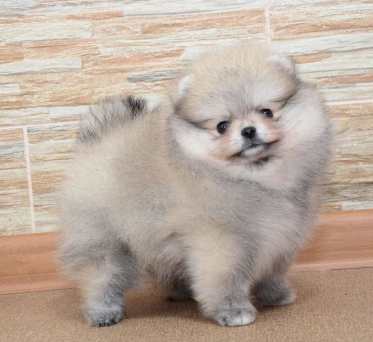 Fetita pomeranian mini/toy!