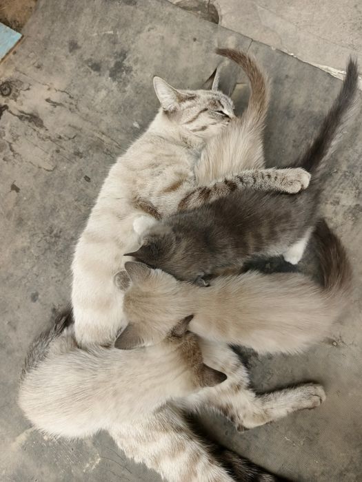 Mushuk bolasi siyamsiki