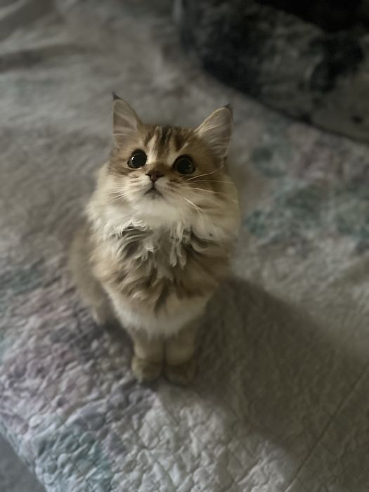 Шиншилла котенок девочка