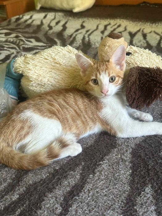 Котета Родени на 01.07 си търсят дом.