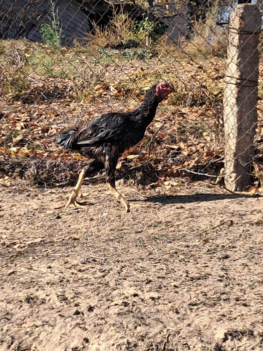 Дакан кораз сатылады 1.5жаста