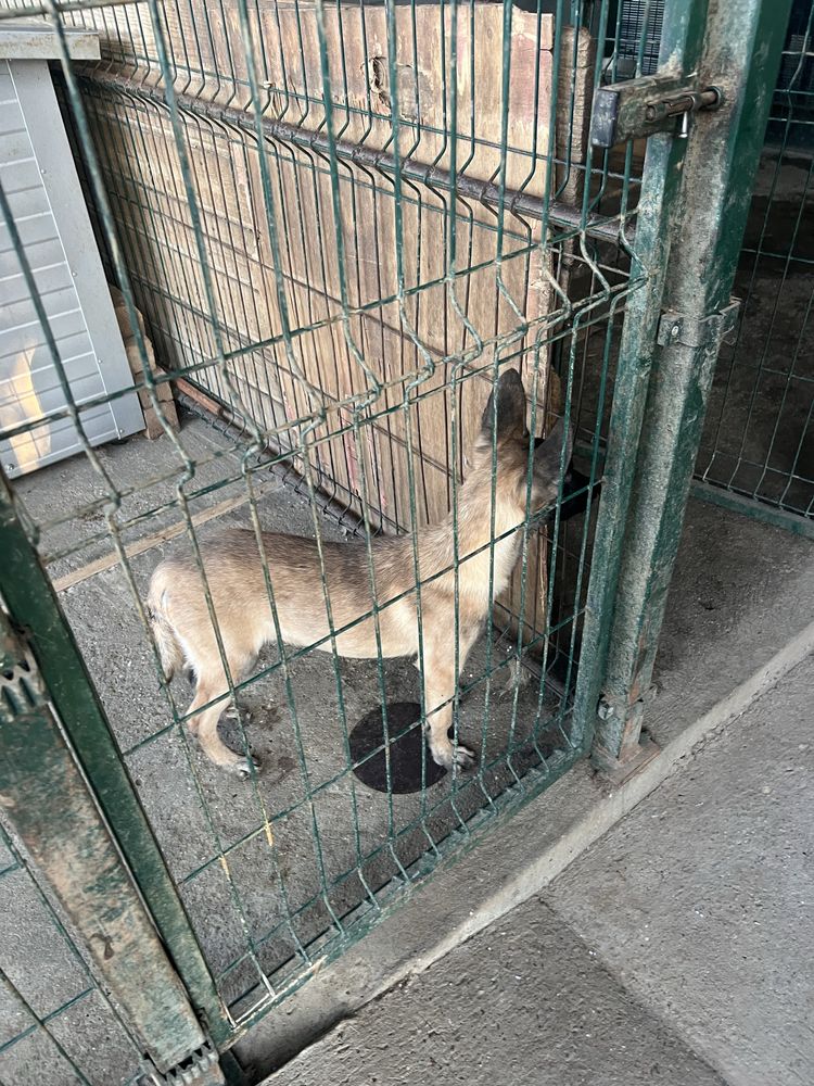 Продавам Белгийска Овчарка Малиноа