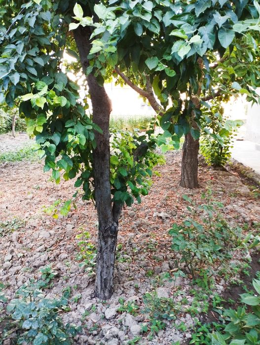 Без маклера свой дом