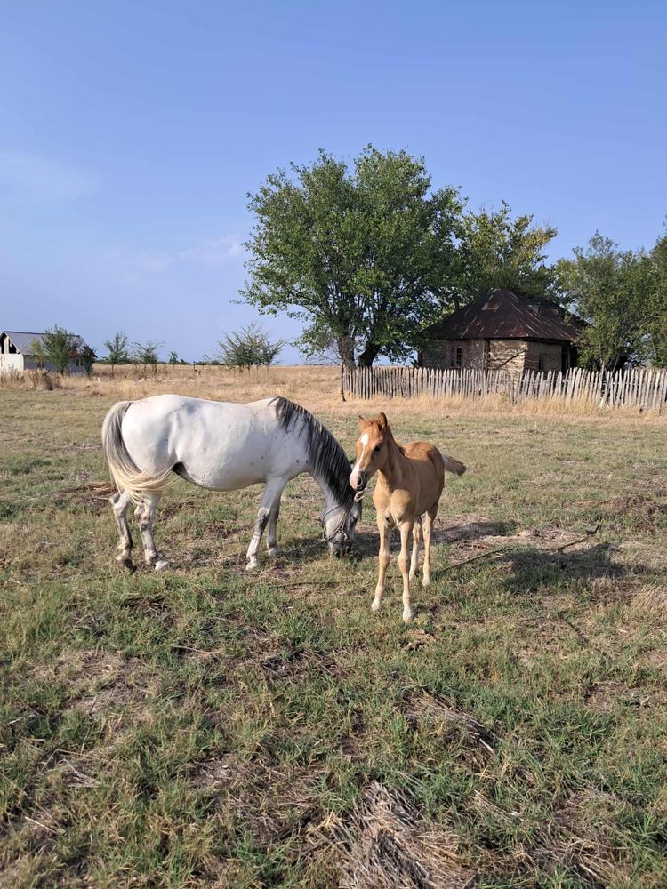 Vand iapa sura cu manz dupa ea