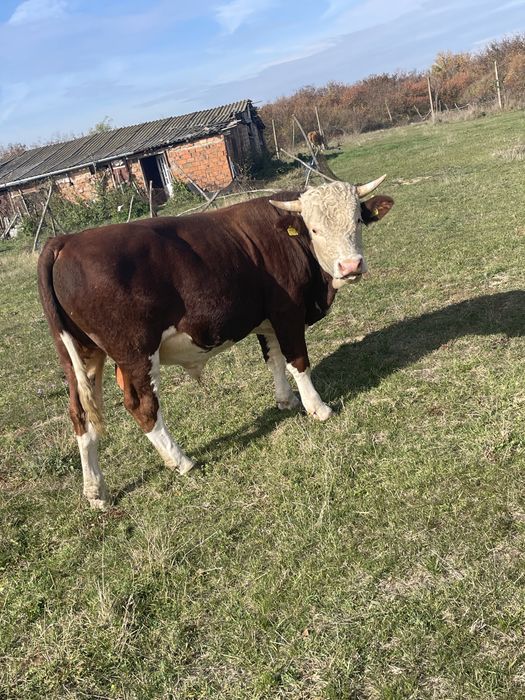 Taur 600 kg 1 an jumate