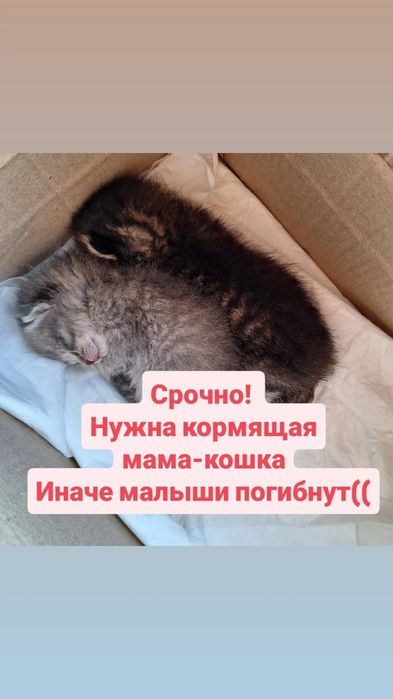 Бесплатно! Срочно