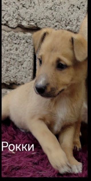 Собака- щенки бесплатно даром