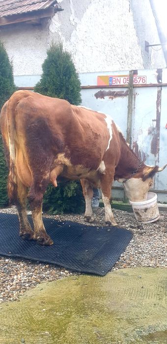 Vand vacă balțata românească cu vițel fătat recent