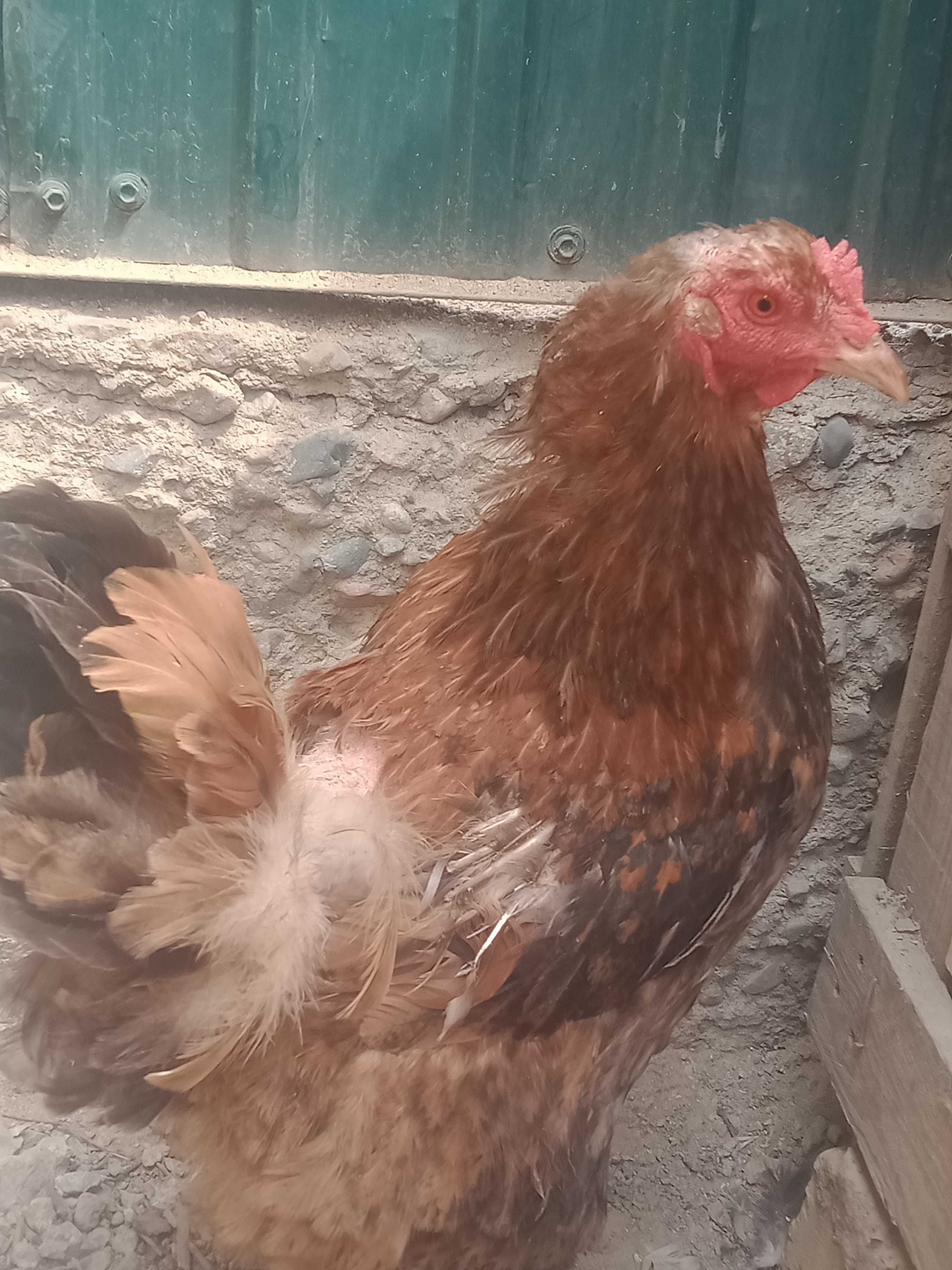 Продаются курыы.