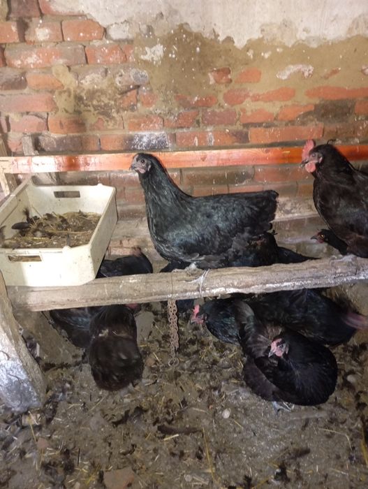 Găini și puicuțe de vanzare