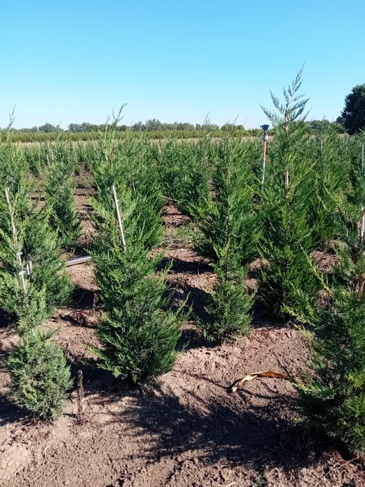 Pepinieră vând leylandi diferite dimensiuni