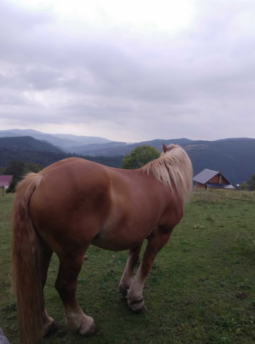 CAI vând un cal și o iapa
