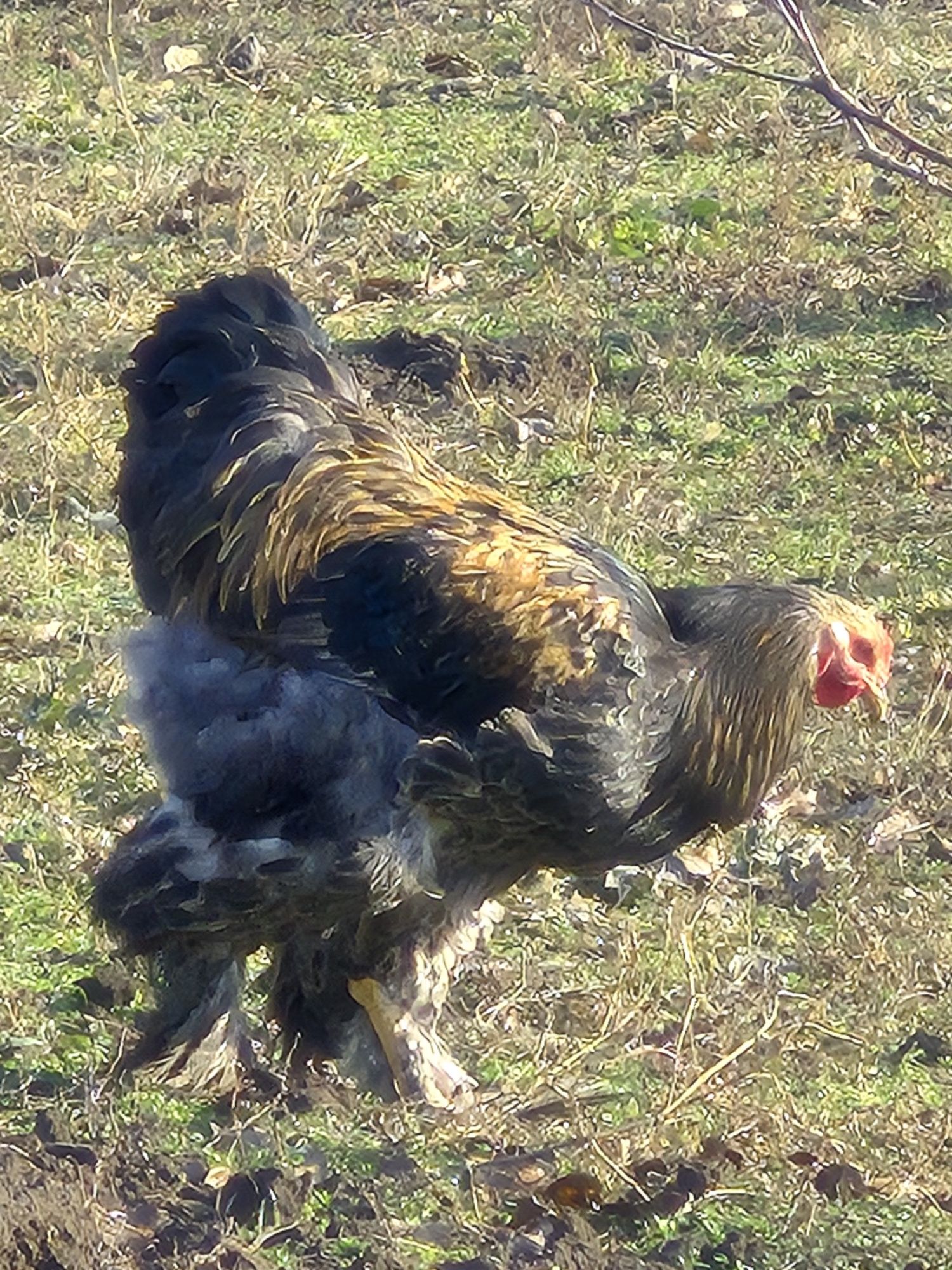 Pui , Oua si Cocoși Brahma