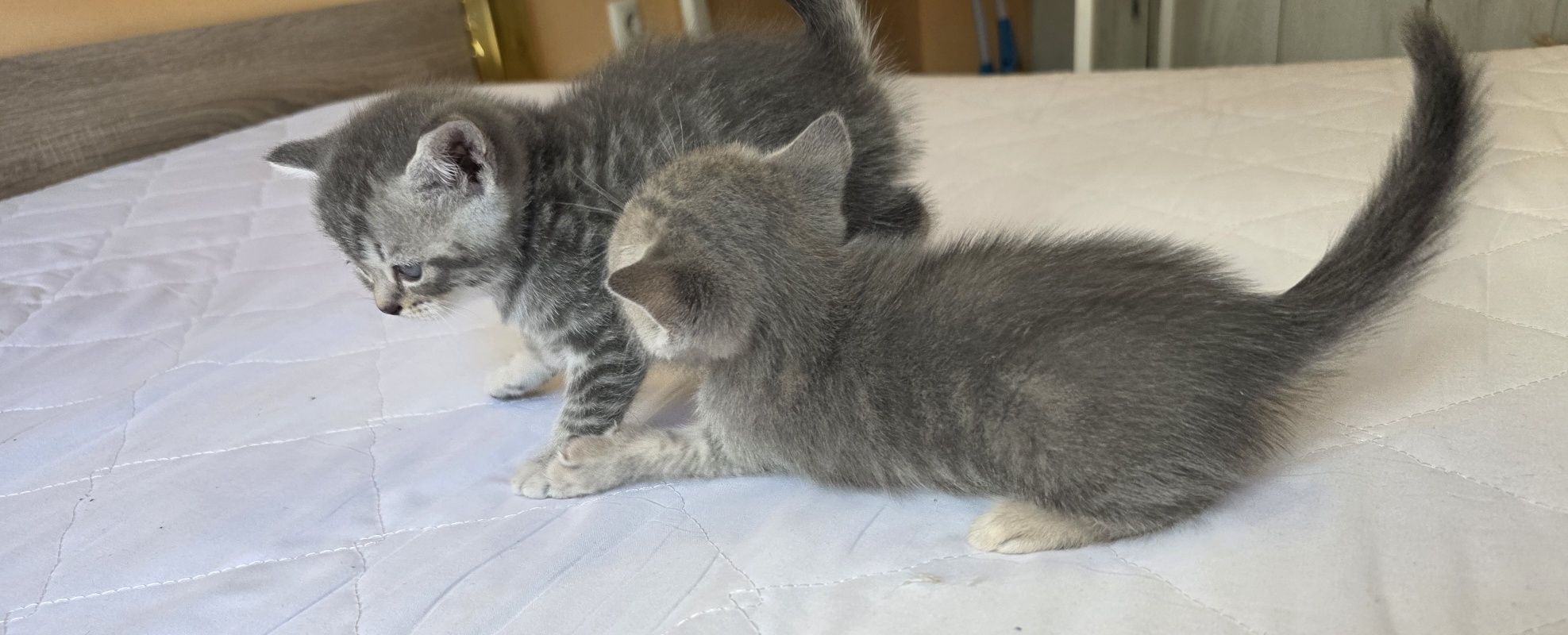 Шотландски клепоухи/Британски късокосмести котета