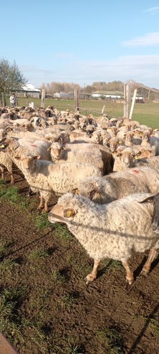 Vând oi tigaie gestante bune de tinut