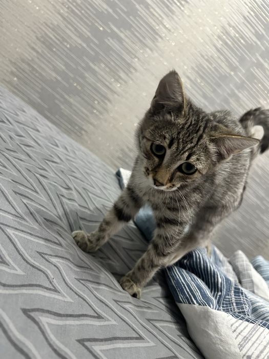 Отдадим котенка, в теплые и любящие руки.