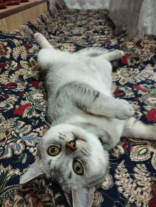 Серебристый шиншилла тозза, эркак,  цена 100$