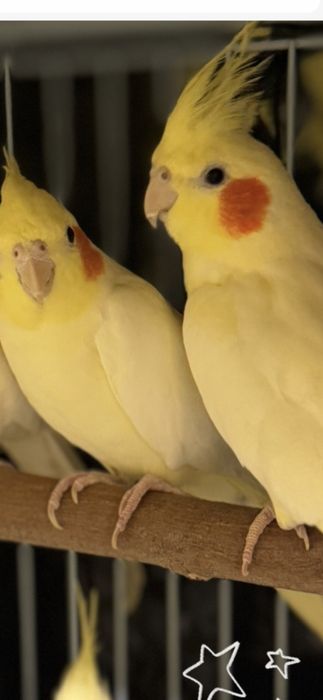 Продавам папагали корела