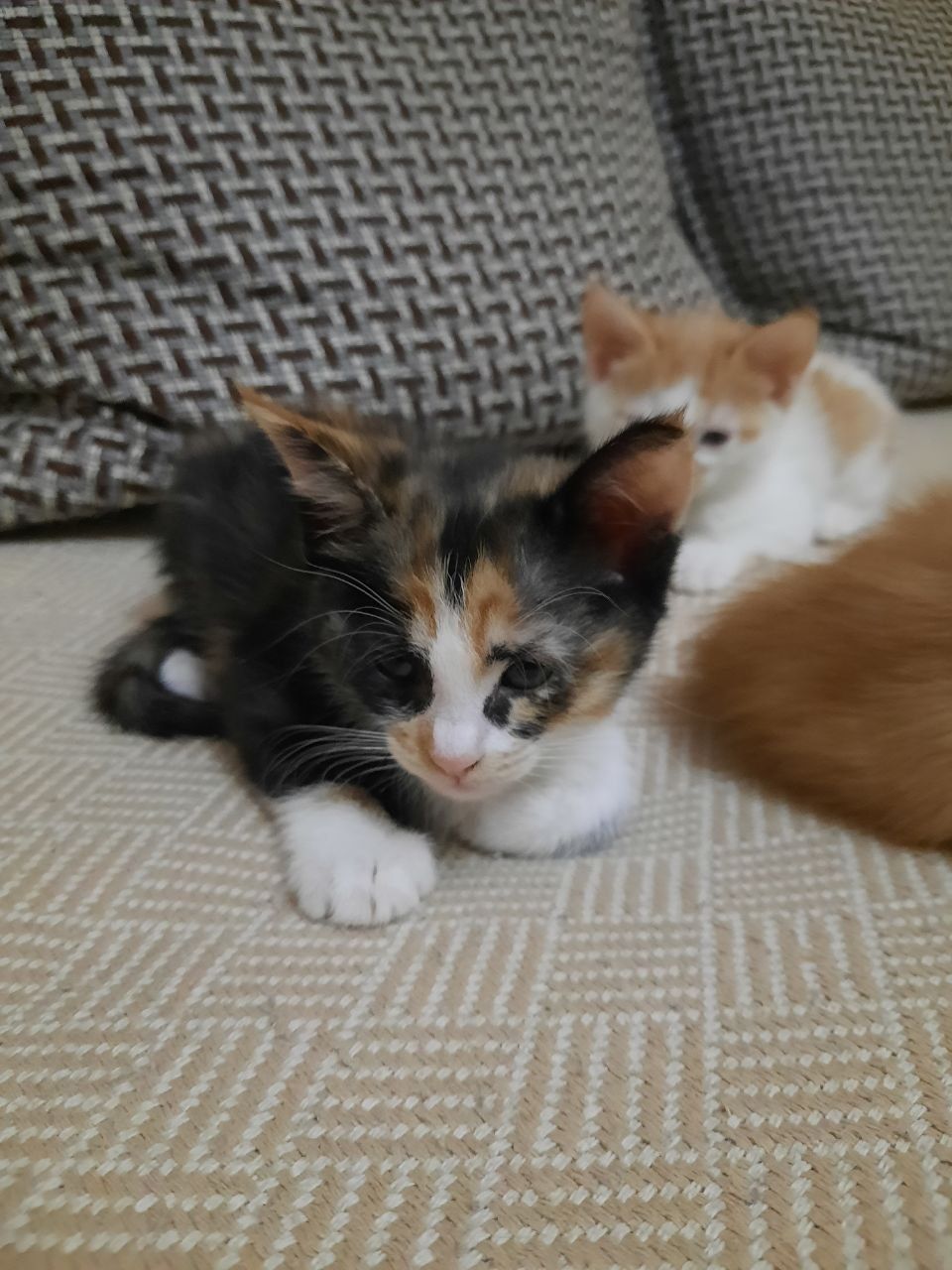 Котята в добрые руки!