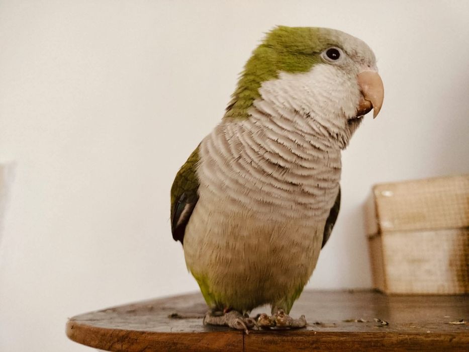 Papagali vorbitori blanzi