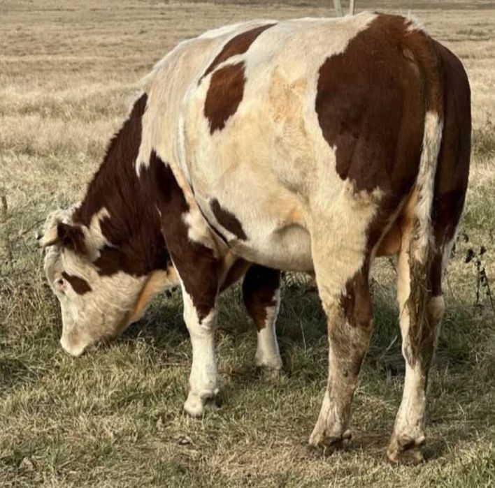 Продам двух быков