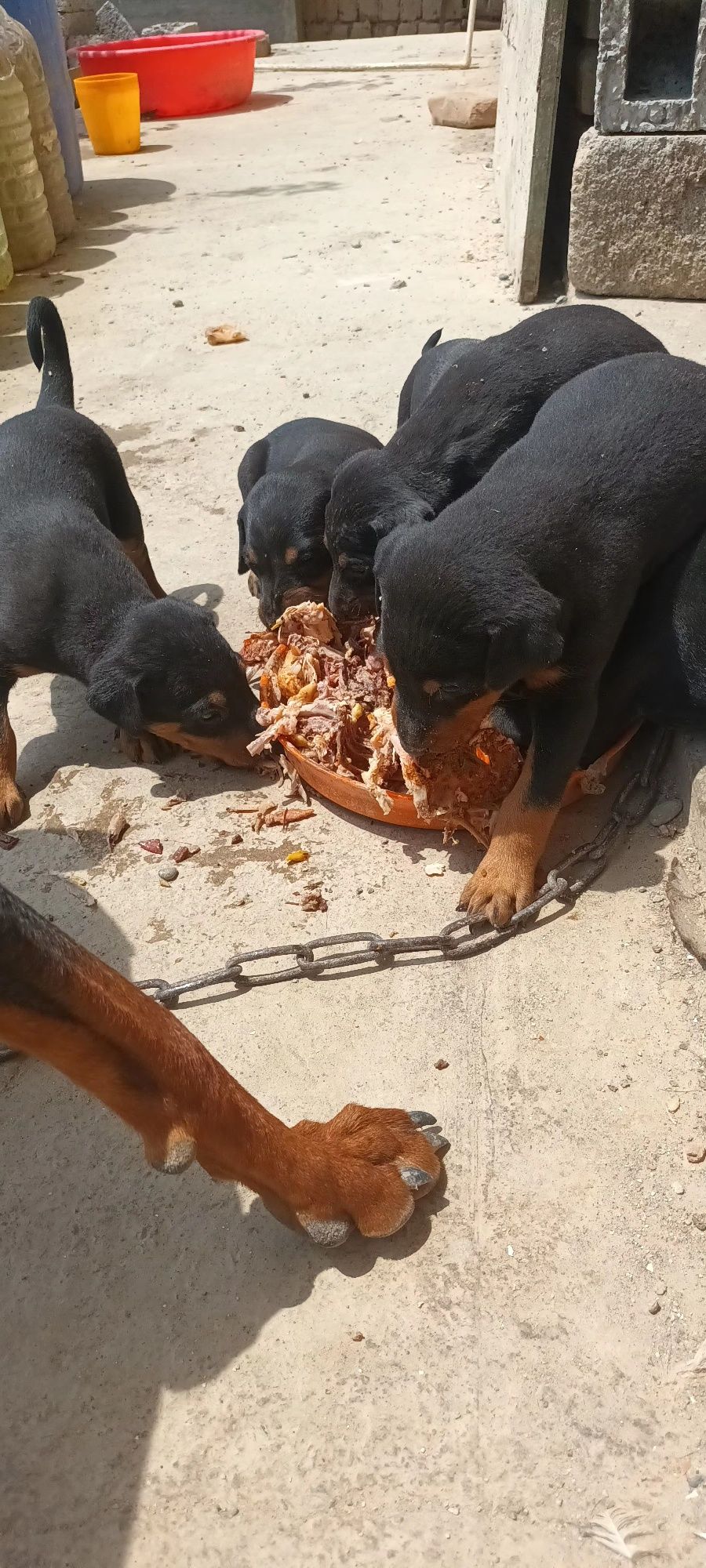 Doberman bobalari 8 aprelda tugilgan sotiladi faqad oladigan tel qilsi