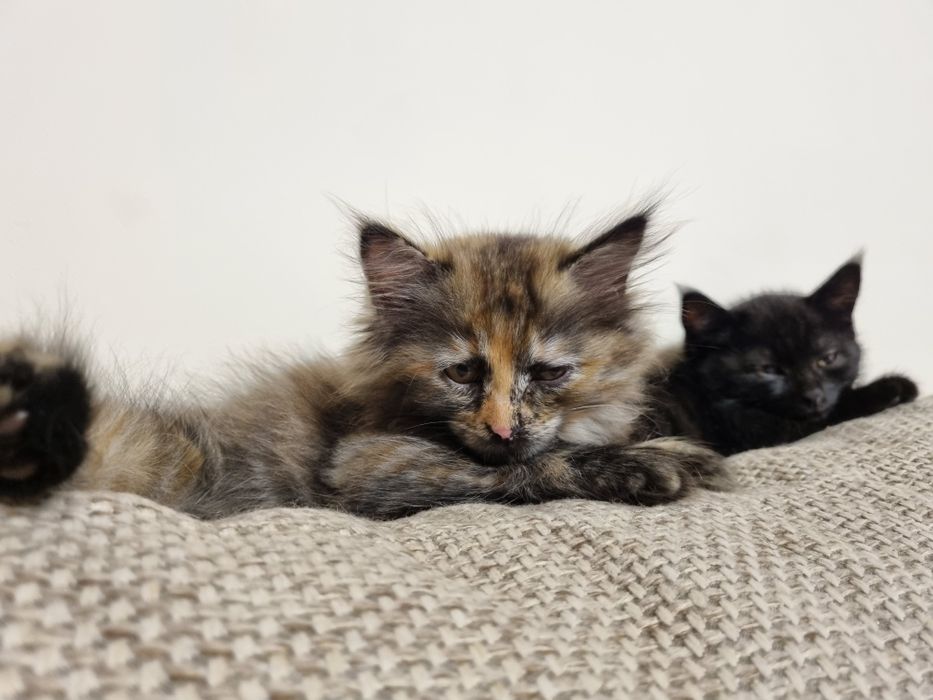 Котята любящим хозяевам